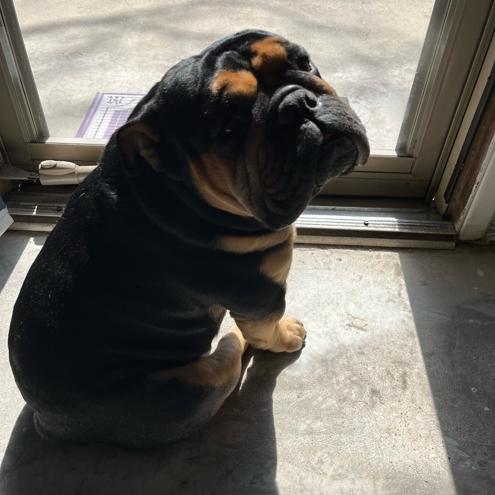 Meet your Posher, Tesla